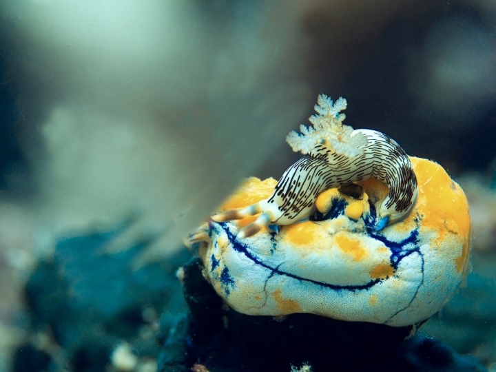 Nudibranco di Charmer