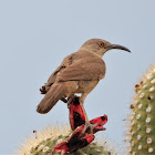 Curve-billed thrasher