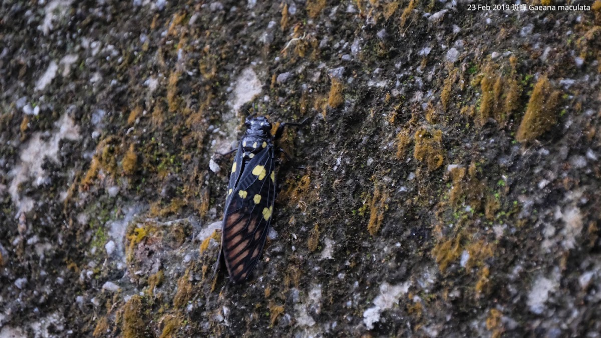 Gaeana maculata 斑蟬