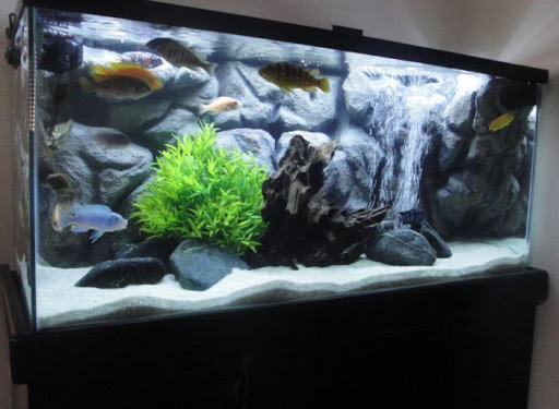 DIY Aquarium Design
