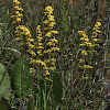 Field Goldenrod