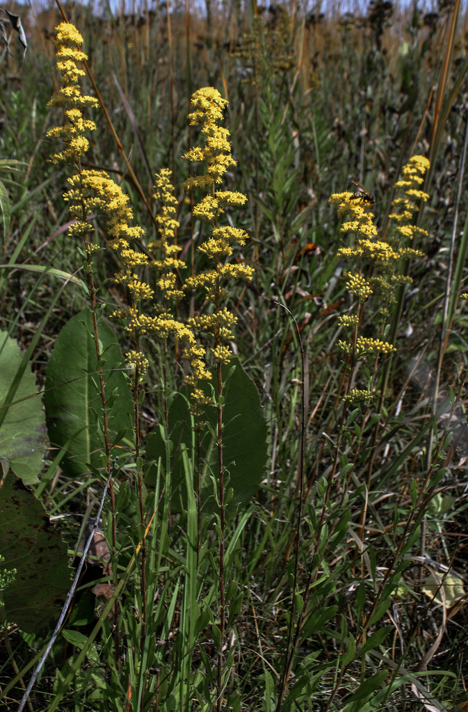 Field Goldenrod