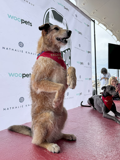 Pas Kodi dobitnik nagrade Palm Dog na filmskom festivalu u Kanu