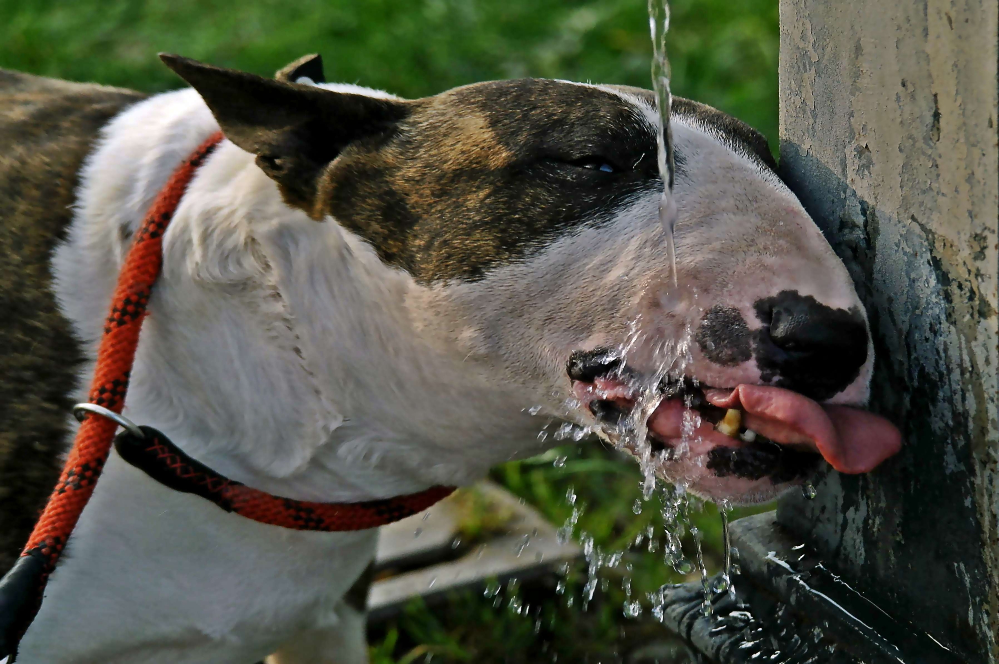 Bull Terrier di acquario