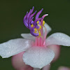 Medinilla Flower