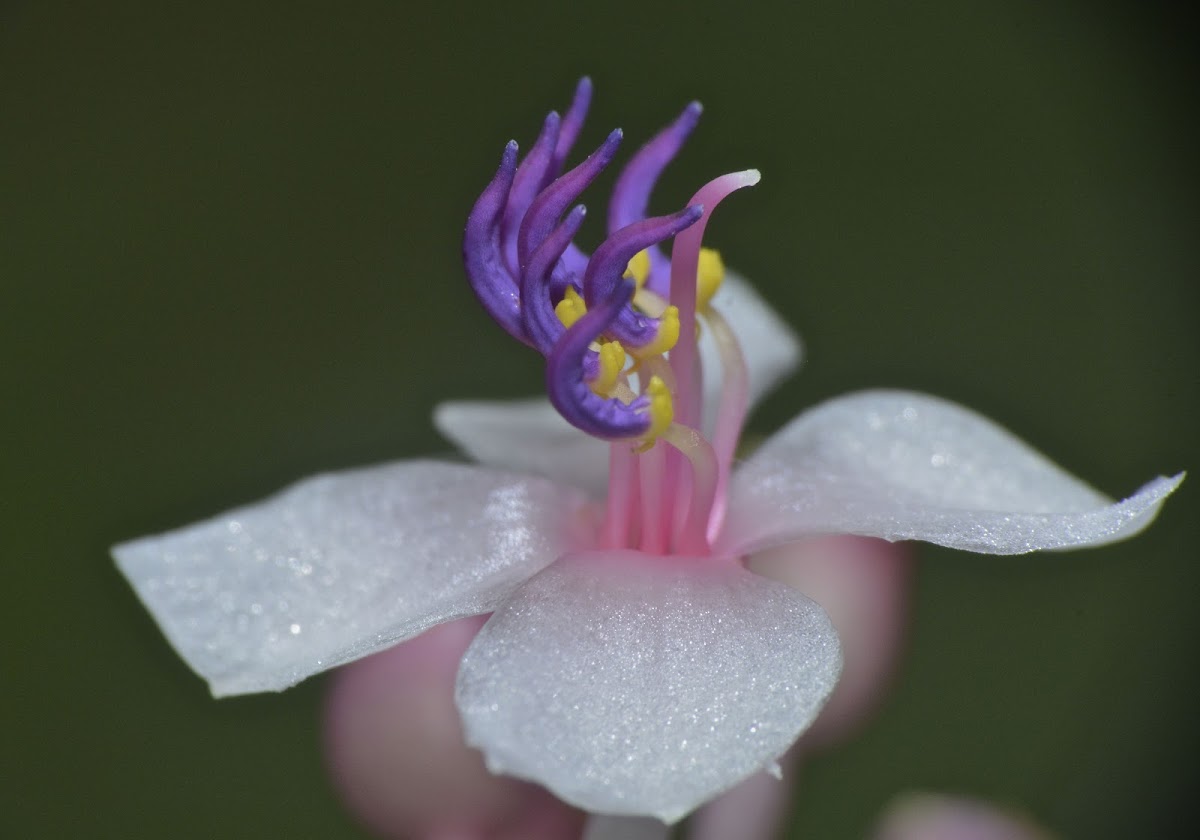 Medinilla Flower