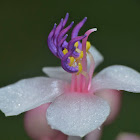 Medinilla Flower