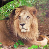 Asiatic Lion