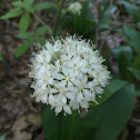 Speckled Wood Lily