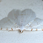 Lesser Maple Spanworm Moth