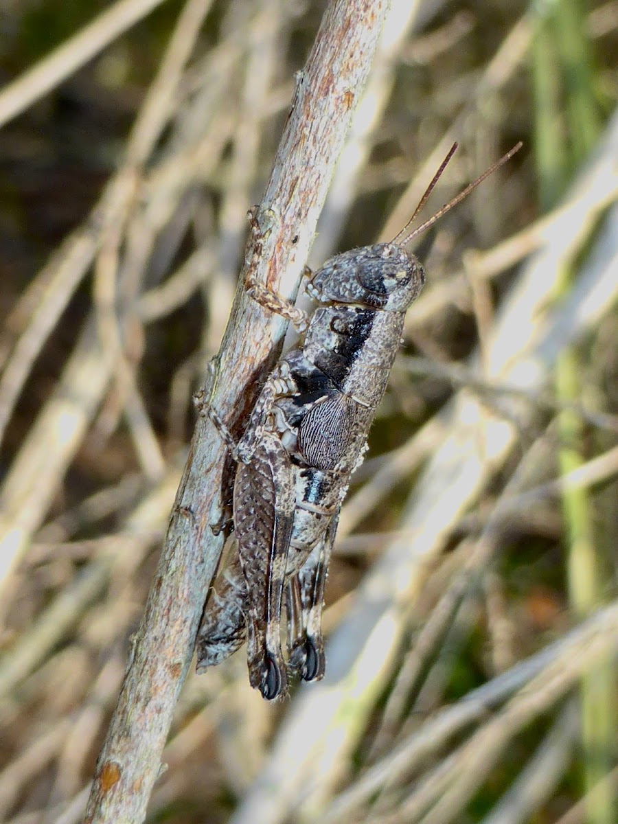 Spur-throated Grasshopper