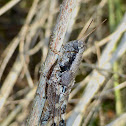 Spur-throated Grasshopper