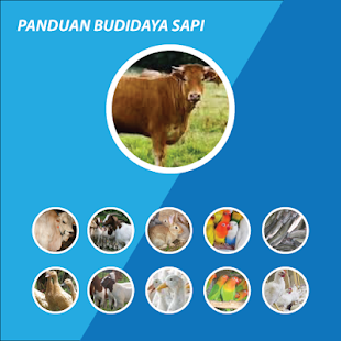 Budidaya Ternak Sapi - náhled