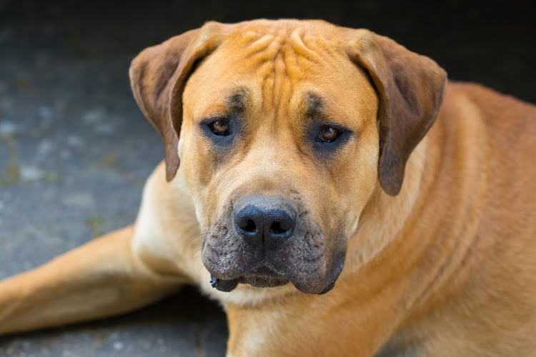 Boerboel file photo.