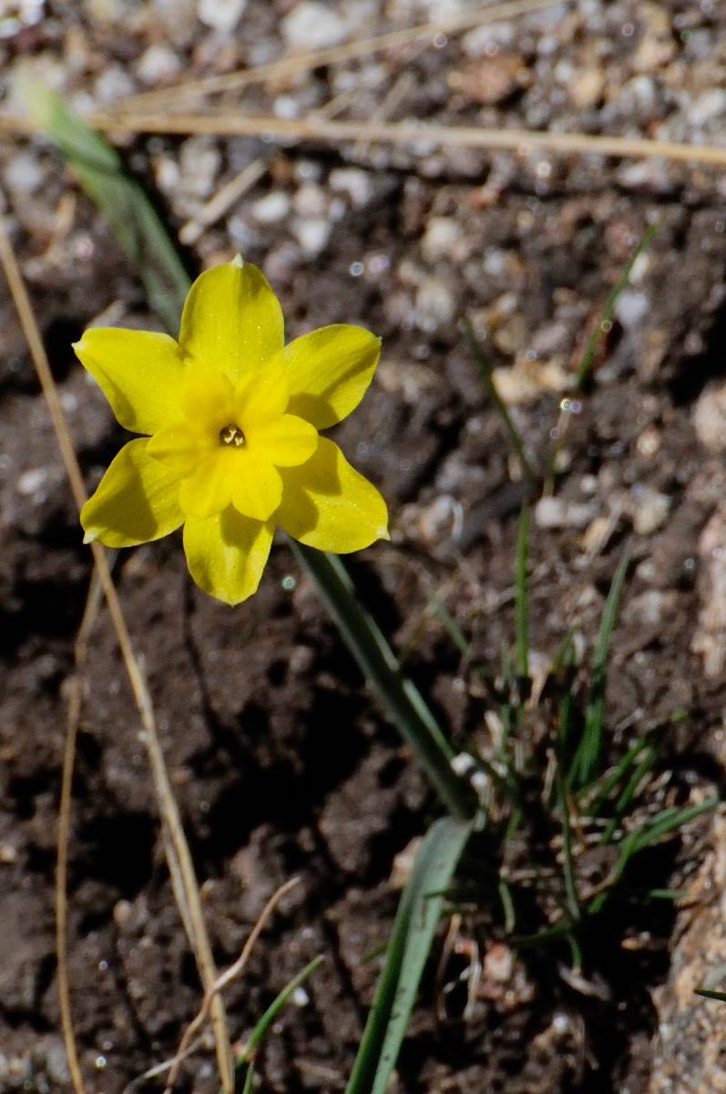 Narciso de Roca