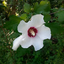 Rose of Sharon