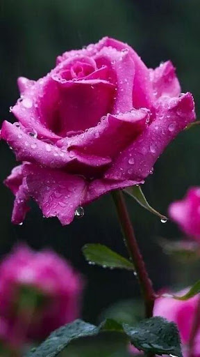 Beautiful flowers and roses pictures Gif