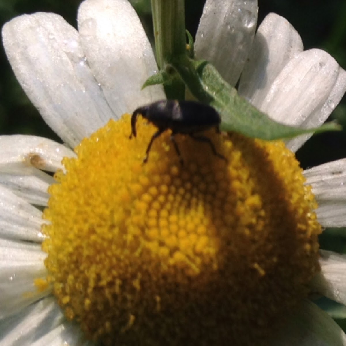 Flower weevil