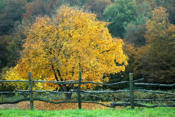 Alberi in autunno di ferra59