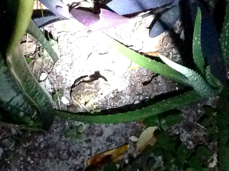 Eastern Spadefoot