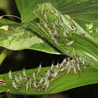 Rice Grasshopper