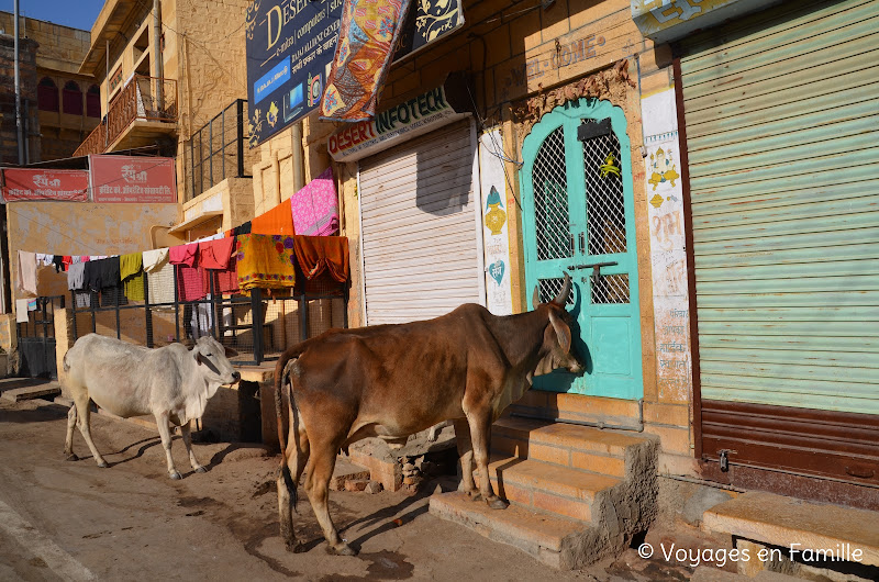 Jaisalmer - Vaches à la port