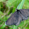 Chimney Sweeper