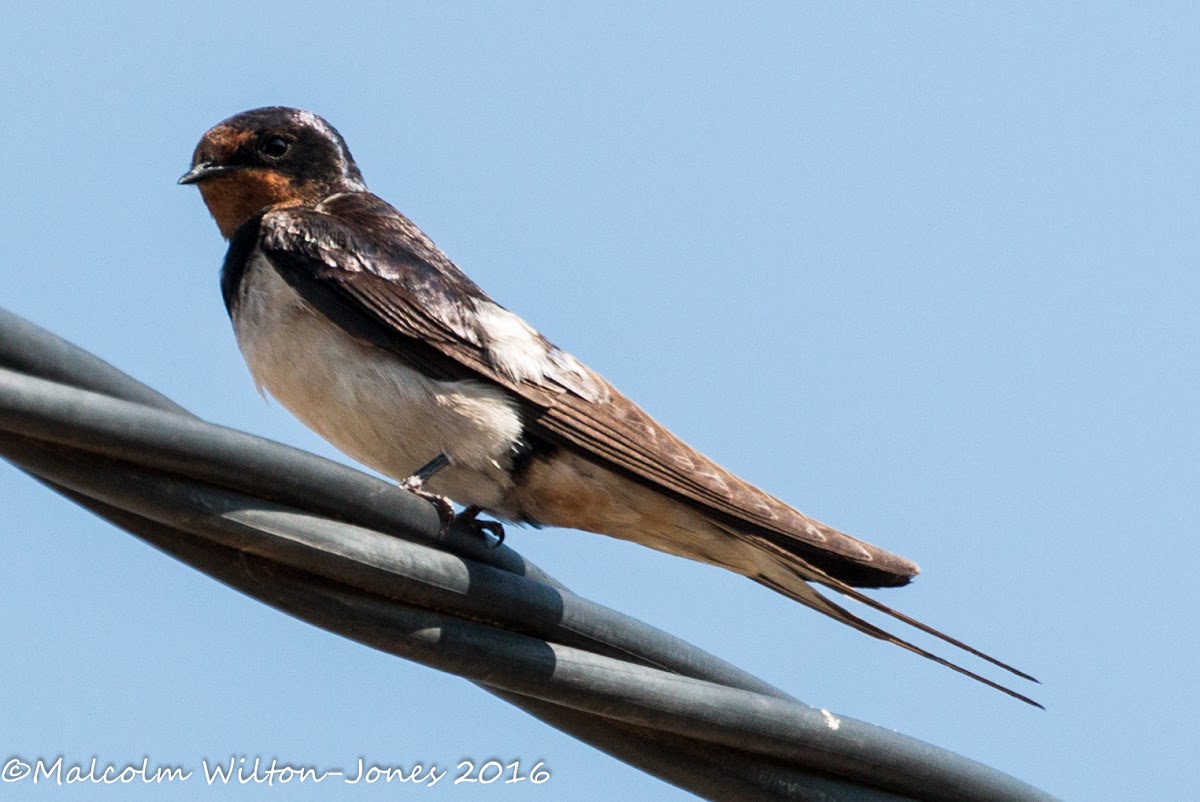 Barn Swallow; Golondrina Común