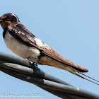 Barn Swallow; Golondrina Común