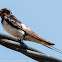 Barn Swallow; Golondrina Común