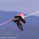 Greater Flamingo