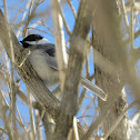 Black-capped Chickadee