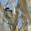 Black-capped Chickadee