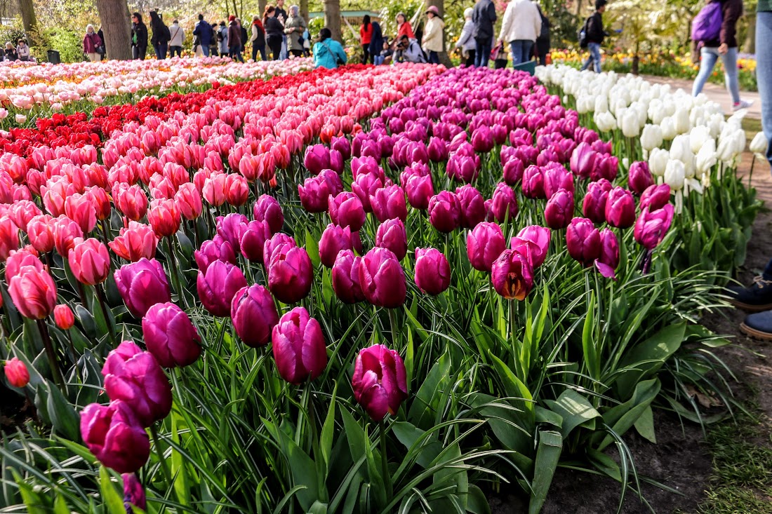 Парк Keukenhof, Ouddorp и Rotterdam "на закуску" - апрель 2017