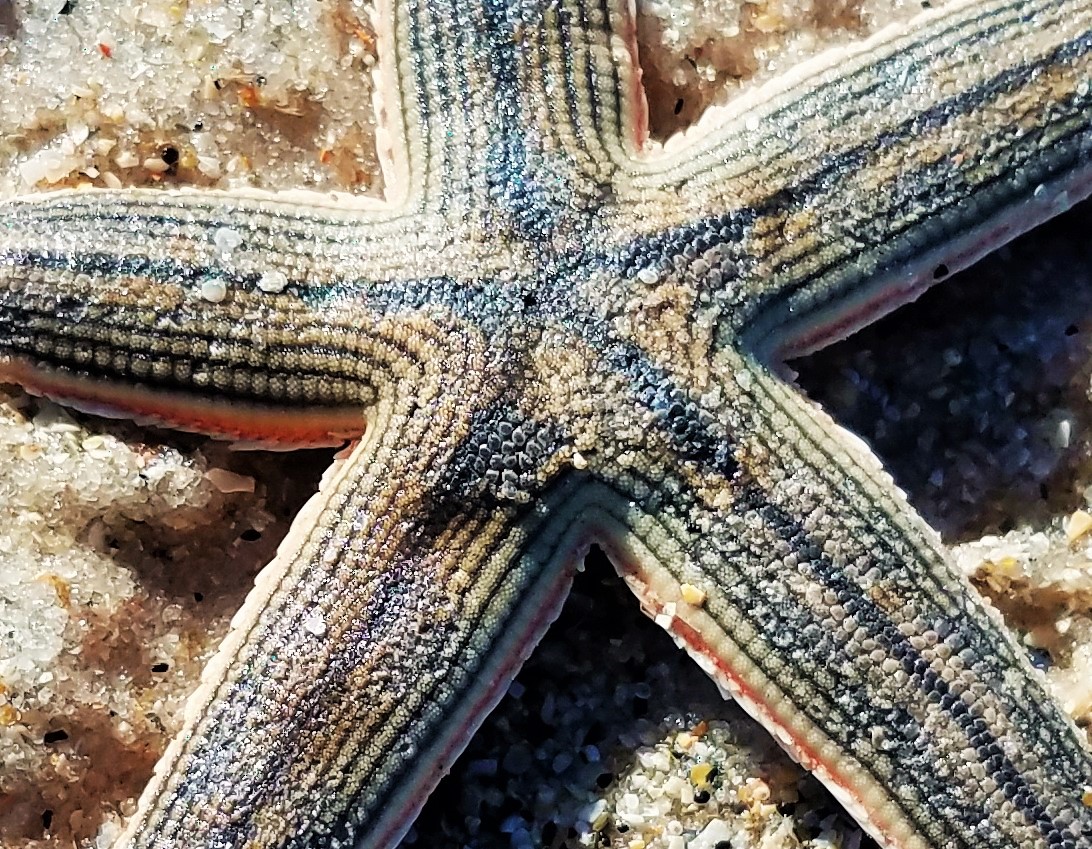 Slender armed starfish