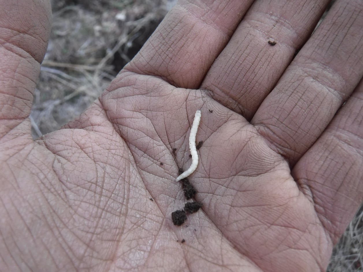 白い幼虫　ミールワームの仲間？