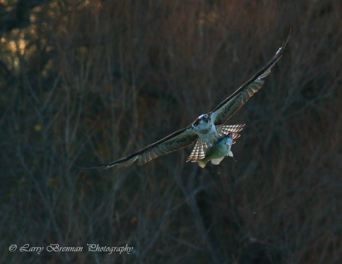 Osprey