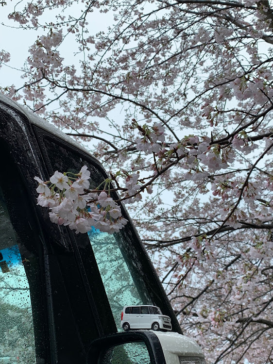 Nボックスの雨の日・桜とコラボ・two-k・ちびちゃんと桜・いつメンに関するカスタム事例の投稿画像12枚目