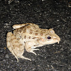 Rio Grande leopard frog