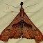 Dark-spotted Palthis Moth