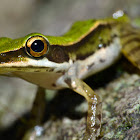 Common Green Frog