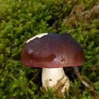 Russula Mushroom