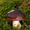 Russula Mushroom