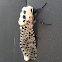 Wood Leopard Moth