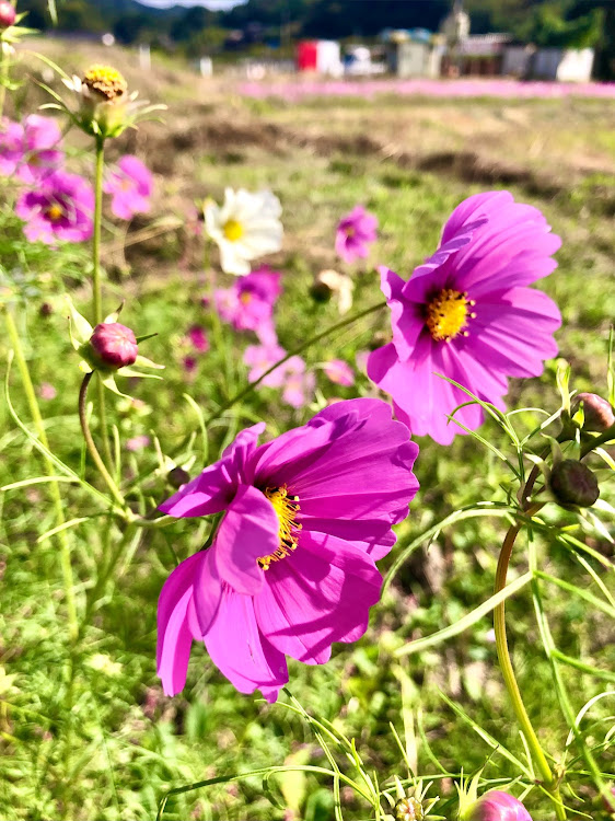 ロードスターのコスモス🌸コラボ・医療従事者にエールを❗️・コロナウイルスに負けるな・two-kに関するカスタム事例の投稿画像5枚目