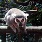 Ring-tailed lemur