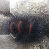 Giant leopard moth (larva)