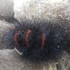 Giant leopard moth (larva)