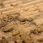 Eastern Subterranean Termites