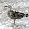 Great Black-backed Gull imm.